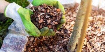 Aralık ayında malç faydadan çok zarar veriyor