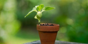 Aralık’ta saksıya dikilen ağaç kısa sürede bol meyve veriyor