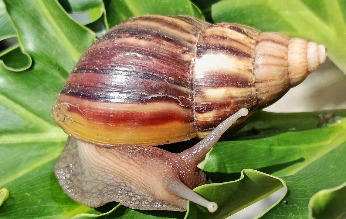 Bahçedeki salyangozları sonsuza dek uzak tutan sebze ortaya çıktı