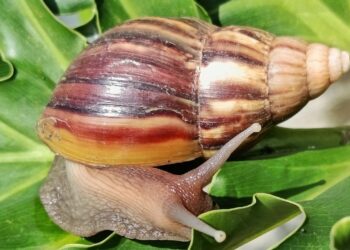 Bahçedeki salyangozları sonsuza dek uzak tutan sebze ortaya çıktı