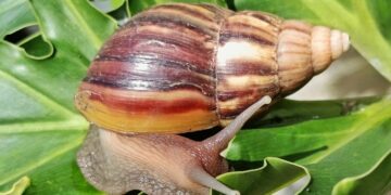 Bahçedeki salyangozları sonsuza dek uzak tutan sebze ortaya çıktı