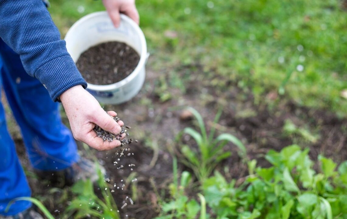 Toprağa serpilen bir tutamla bitkiler hızla büyüyor ve kökleri güçleniyor