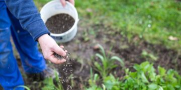 Toprağa serpilen bir tutamla bitkiler hızla büyüyor ve kökleri güçleniyor